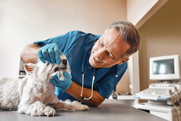 Best Broken or Chipped Tooth Repair in Pearsall, TX